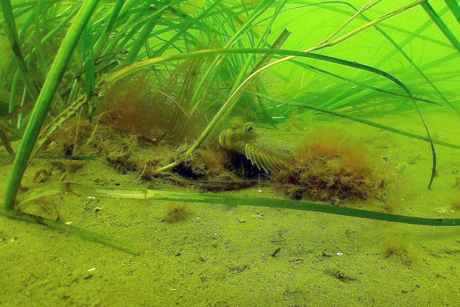 Saving Seagrass